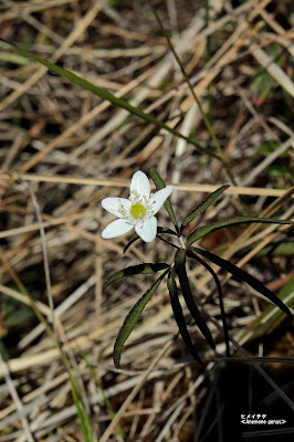 ヒメイチゲ ≪Anemone genus≫