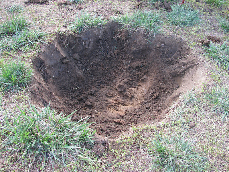 The Harried Homemaker Preps How To Plant Blueberries