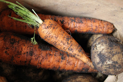 Morot "Berlicum 2" och potatis "Rocket"