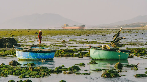 Bãi rêu xanh mê hoặc ở Ninh Thuận
