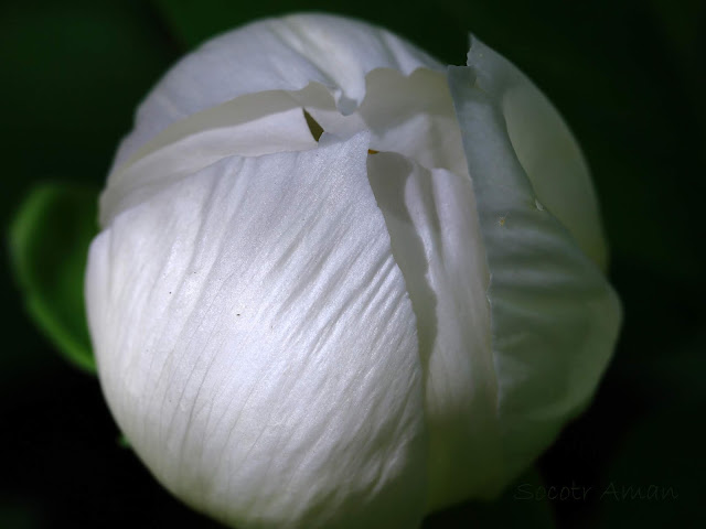 Paeonia japonica