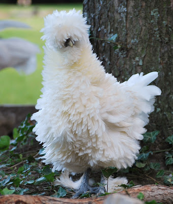 white frizzle chicken