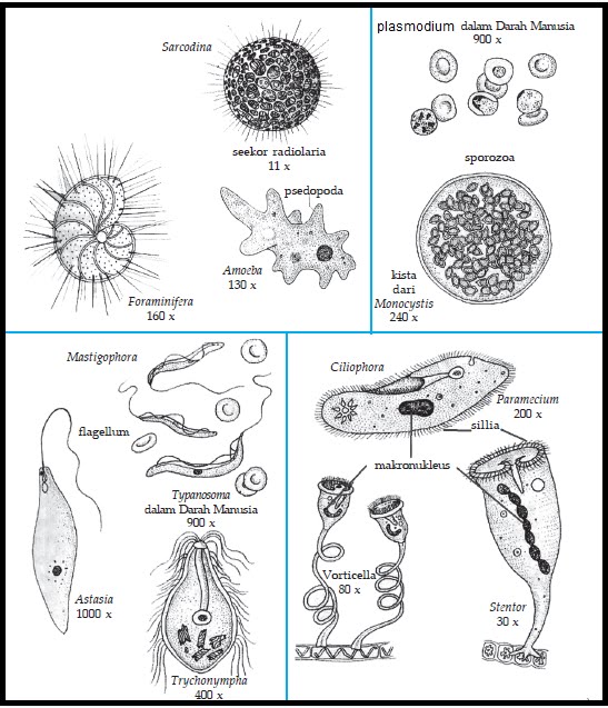 BIOLOGI GONZAGA: PROTISTA-PROTOZOA