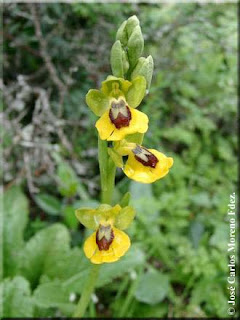 Ophrys lutea Cav