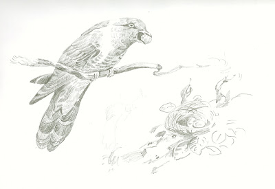 Graphite sketch - bird with nest