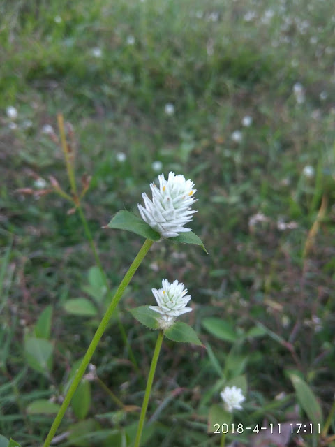 bunga rumput liar