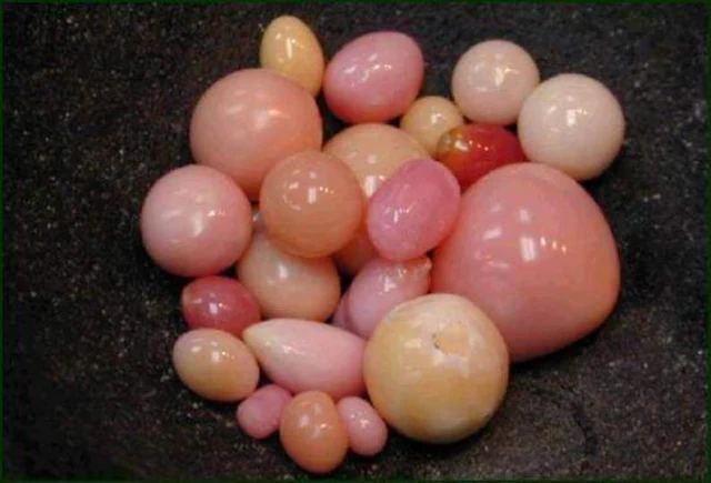 Conch Pearl: The Only Natural Pink Pearl