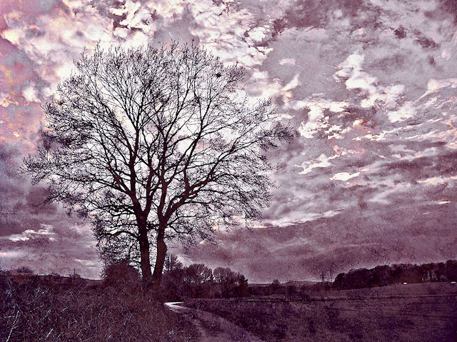 Baum am Feldweg