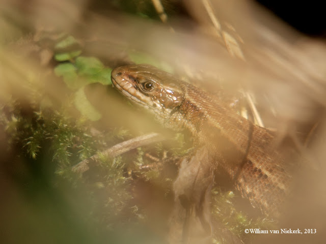 Zootoca vivipara (formerly Lacerta) Kingley Vale West Sussex UK