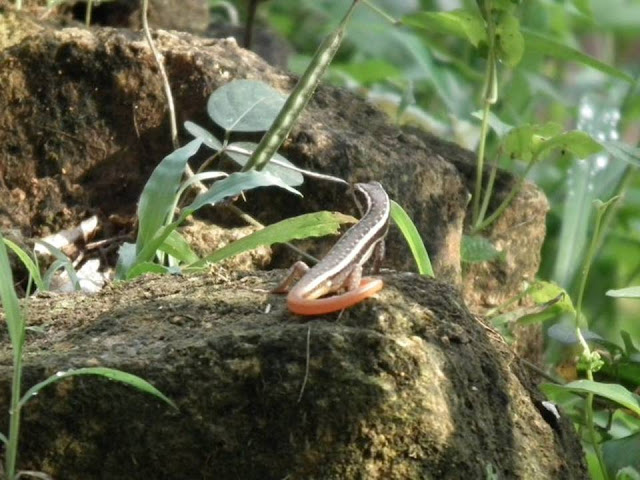 Cute Lizard photos