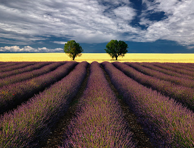 Árboles gemelos en los campos de lavanda - Lavender