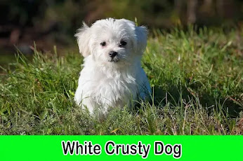 white crusty dog, crusty white dogs, crusty white dog meme