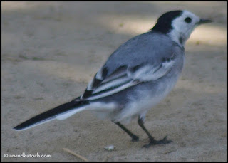 Amur Wagtail,