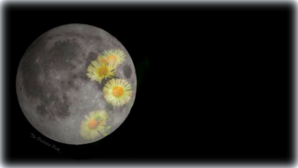 5 Simple Ideas for Celebrating the May Full Moon