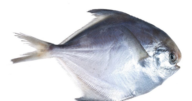 Rahasia Tersimpan Pelet Umpan Memancing Ikan Bawal  Terjitu