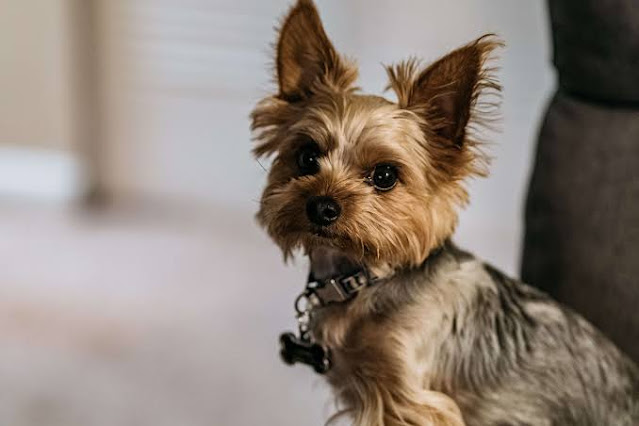 Yorkshire Terrier is among the most popular dog breeds in the United States of America.