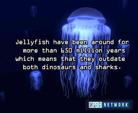 10 Amazing facts about ocean animals, amazing animals facts, ocean animal facts, jellyfish fact