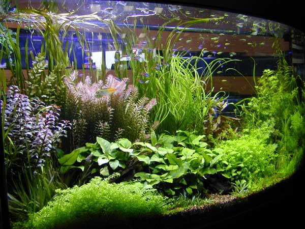 25+ Terbaru Cara Dekorasi Aquarium Air Tawar