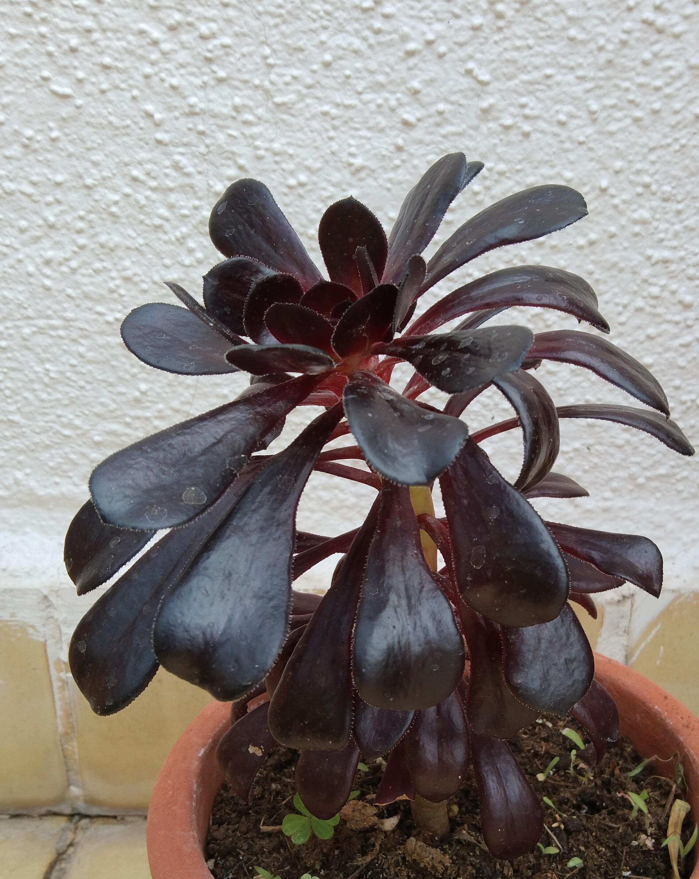 Plantas para hombres: Aeonium arboreum, rosa negra