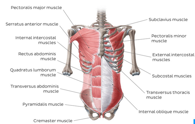 Abdominal Muscles