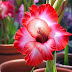 Gladiolus Flower Meaning: An ancient story of honor and dignity