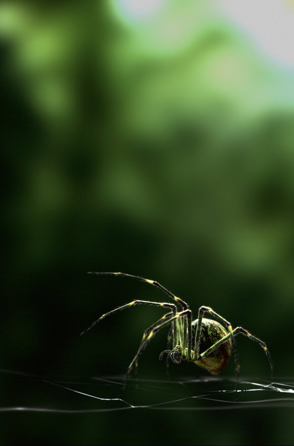 Spider