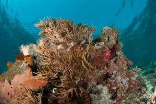 taman laut pantar di alor