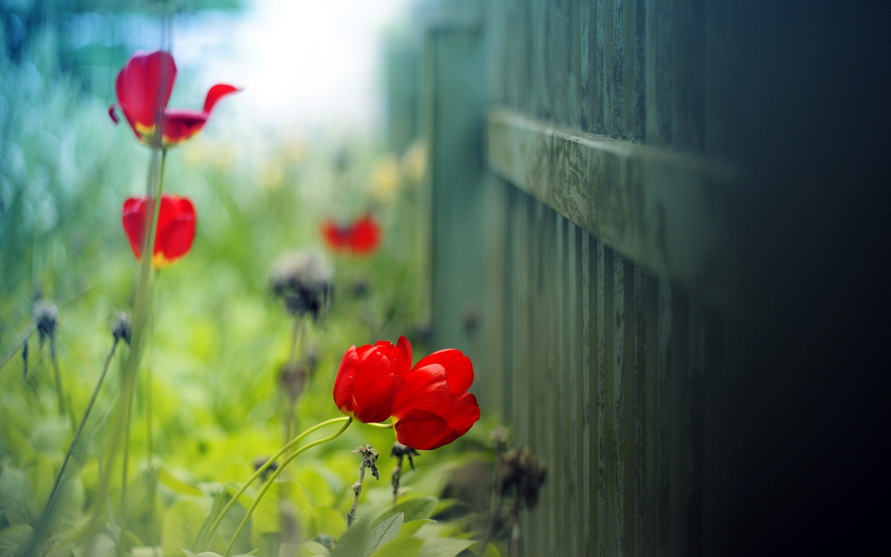 Fond Ecran Pc Les Plus Beau Fond Ecran Fleurs