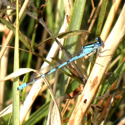 dragonfly or damselfly?