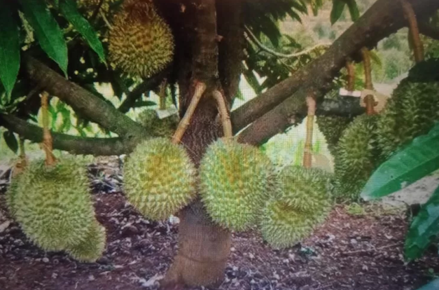 cara menenam durian musang king agar cepat berbuah