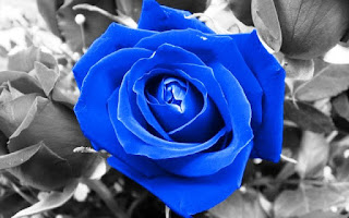 Gambar Bunga Mawar Biru Paling Cantik_Blue Roses Flower 200012