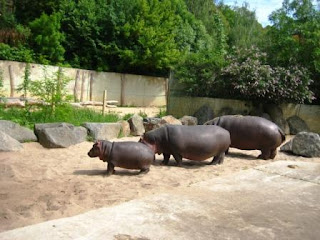 Бегемоты в пражском зоопарке