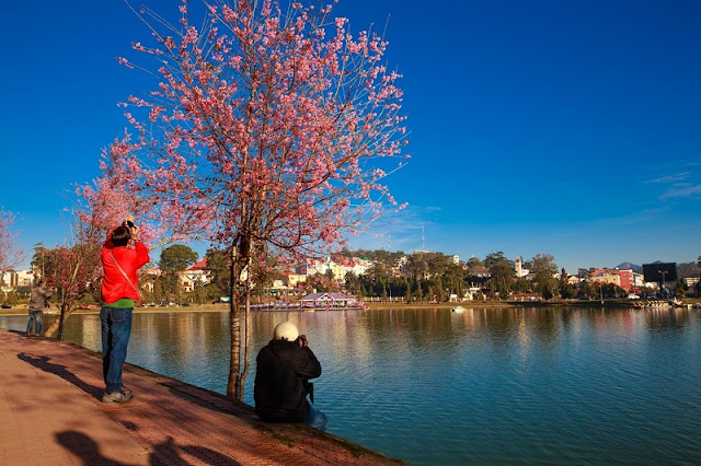 Da Lat cherry blossoms welcome Lunar New Year 4