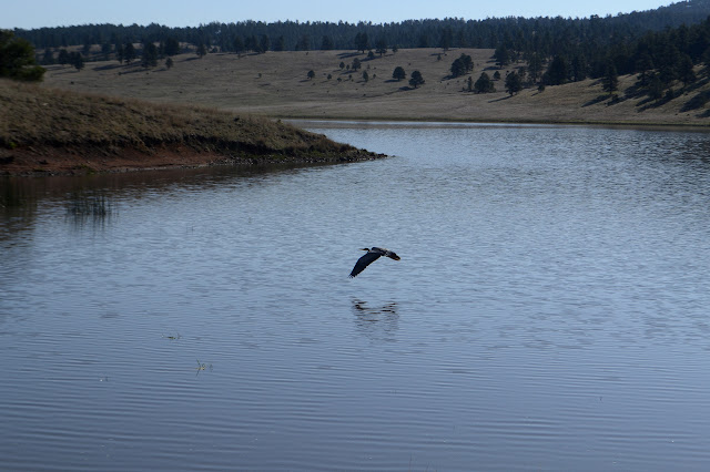 great blue heron in flight over the water