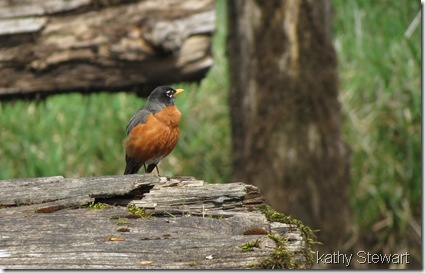 Robin