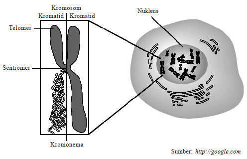 Struktur kromosom