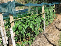 chili plants