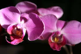 Focus on life: The beauty of flowers: The deep purple orchid :: All Pretty Things