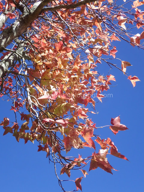 Wuling Farm maple autumn foliage