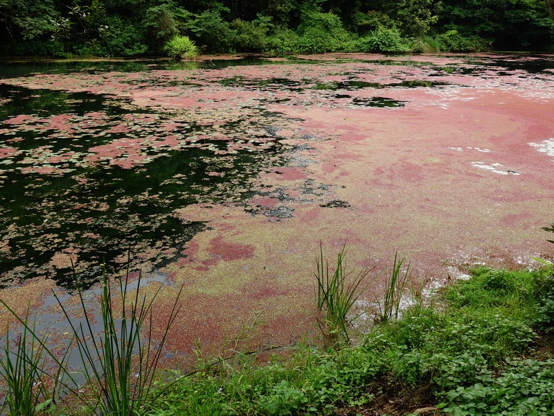 2013_0528-0531 福山植物園-7_013