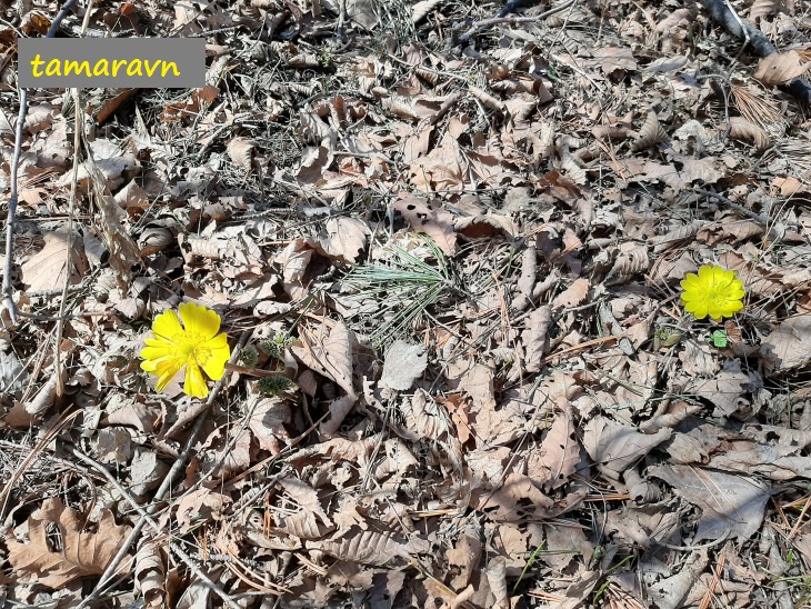 Адонис амурский (Adonis amurensis)