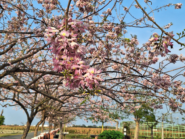 台南鹽水台灣詩路南洋櫻(格力豆)粉紅櫻花道，還有水池和觀景台