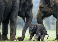 gentle giants: elephants with calf