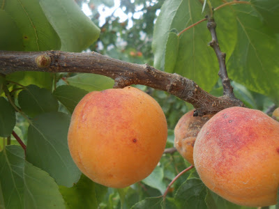 Apricot Quality Halman