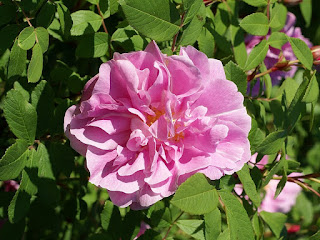 Rosa x 'Thérèse Bugnet' 