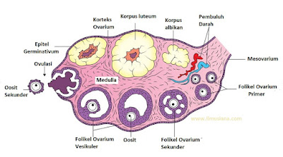 struktur ovarium wanita