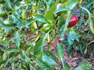 planta de pimientos