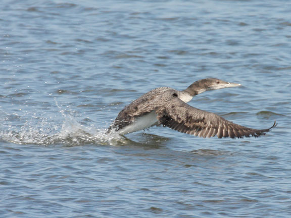 common loon nest. nests Common+loon+in+