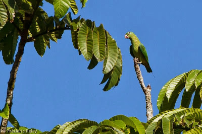 Lorito momoto de Palawan: Prioniturus platenae