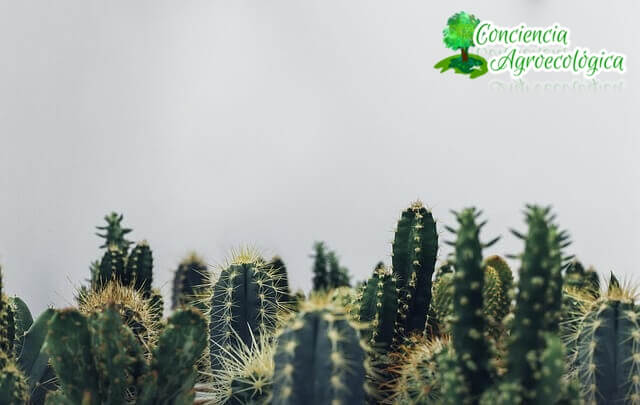 simplemente cactus